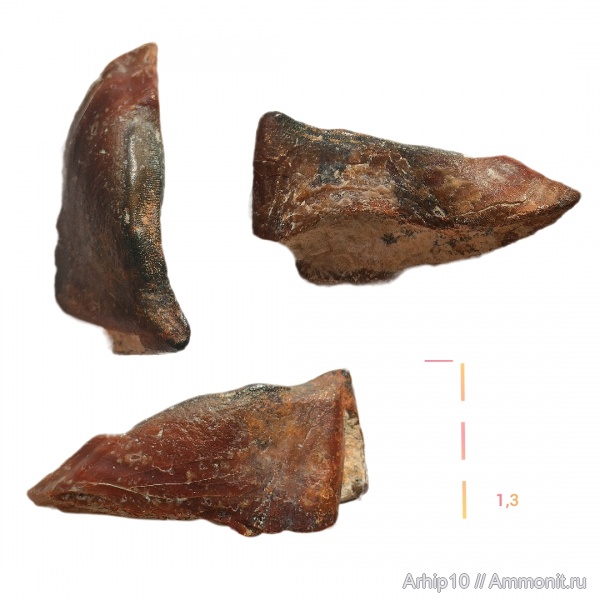 девон, рыбы, верхний девон, Placodermi, Ptyctodus, франский ярус, Rhynchodus