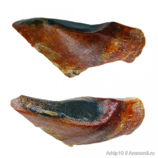 девон, рыбы, верхний девон, Placodermi, Ptyctodus, франский ярус, Rhynchodus