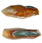 Ptyctodus sp (2)