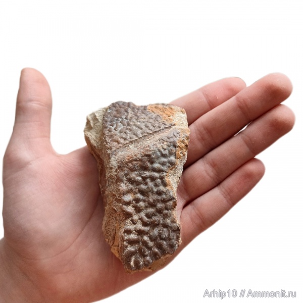 девон, рыбы, верхний девон, Placodermi, Ptyctodus, франский ярус, антиархи, Rhynchodus, bothriolepsis