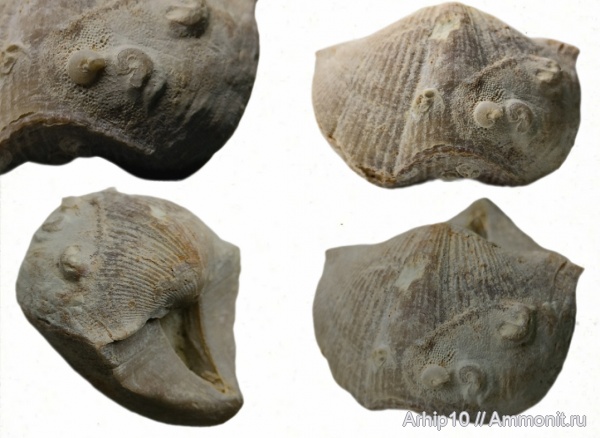 брахиоподы, Cyrtospirifer, верхний девон, Microconchida, обрастание, Cyrtospirifer tenticulum, франский ярус