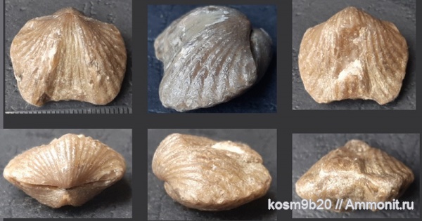 Platystrophia, brachiopoda