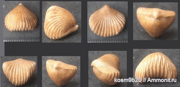 Ripidiorhynchus, brachiopoda