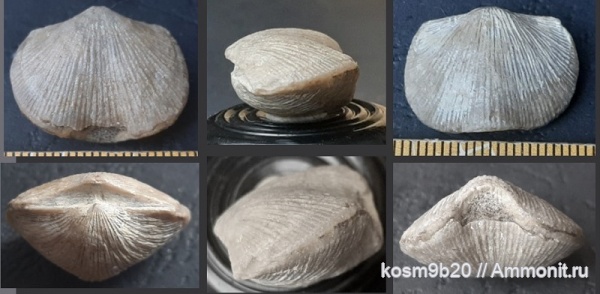 brachiopoda brachiopoda