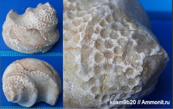 Brachytomaria baltica, epizoans Protaraea diffluens (Eichwald