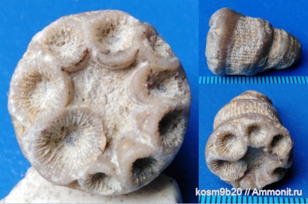 Silurian, Rugosa, Entelophyllum