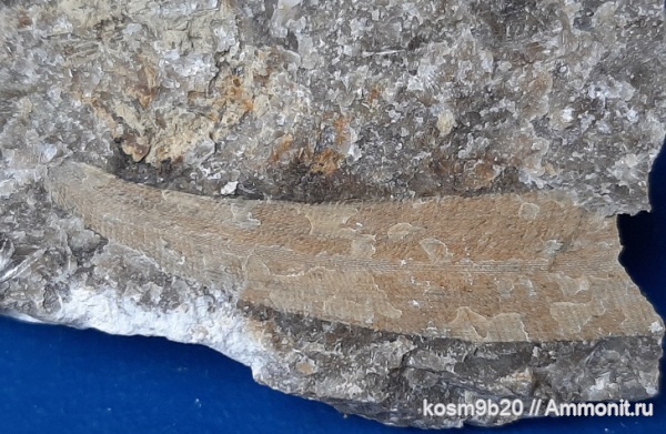 Ptilodictya lanceolata