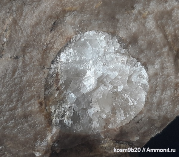 строматопораты, brachiopoda, Epizoans, stromatoporata