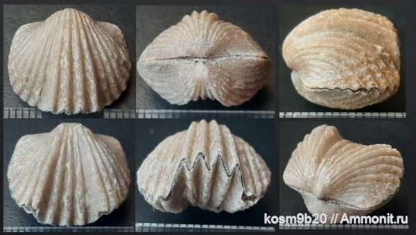 Platystrophia, brachiopoda