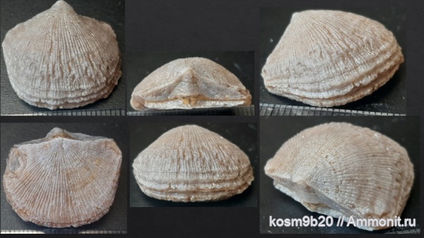brachiopoda, Gonambonites