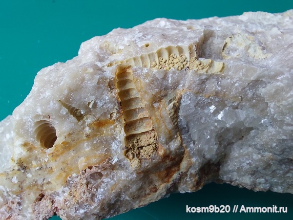 гастроподы