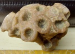 Коралл Entelophyllum