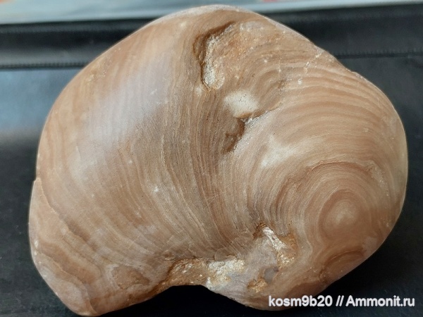 Stromatoporoidea