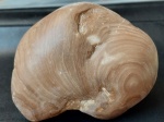 Stromatoporoidea ?
