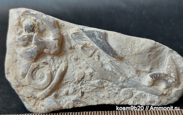 Pachydictya, Pachydictya 