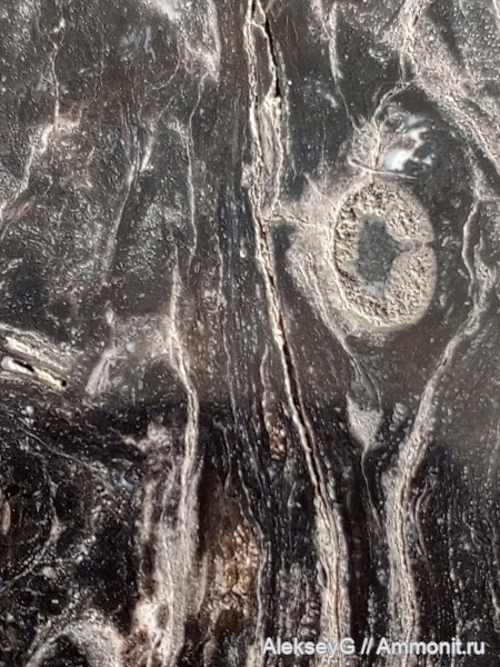 Древовидный папоротник? - с реки Нижняя Тунгуска