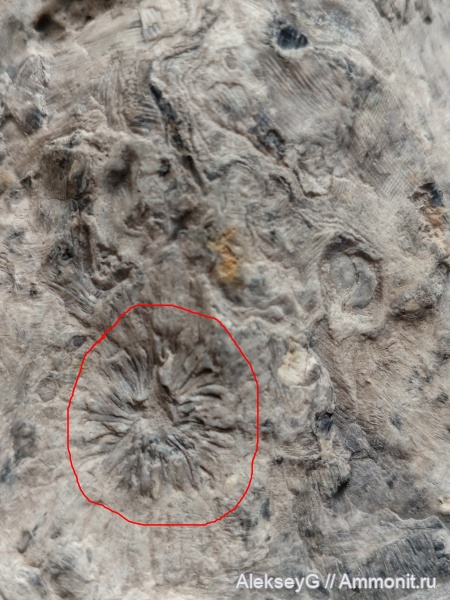 древовидный папоротник