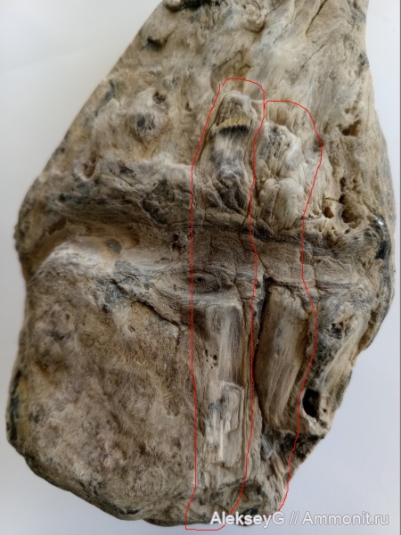 древовидный папоротник