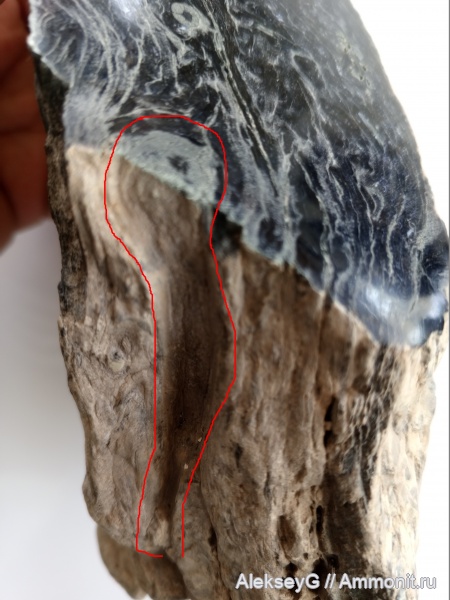 древовидный папоротник