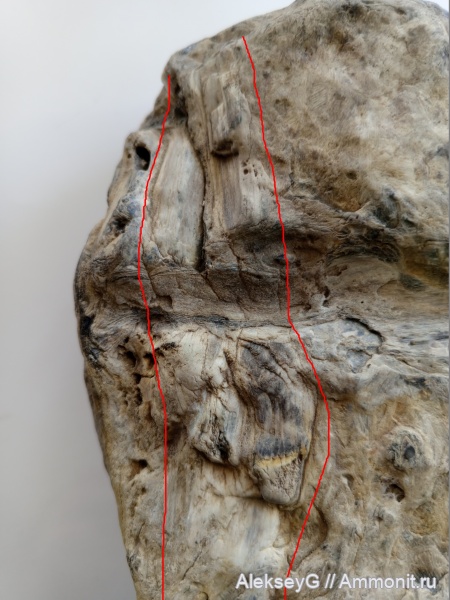 древовидный папоротник