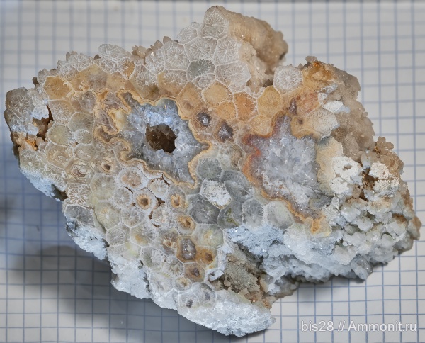 средний карбон, Petalaxis, Rugosa