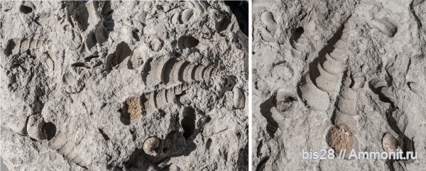 карбон, Gastropoda