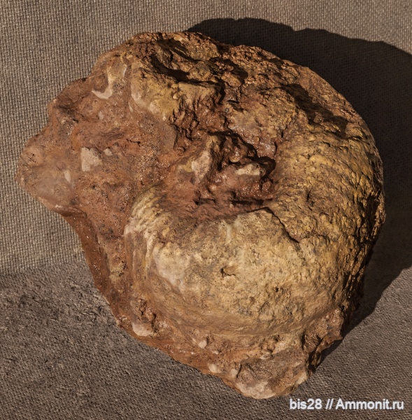 нижний мел, Крым, Ammonites, Верхоречье, Бахчисарайский район, Paraspiticeras