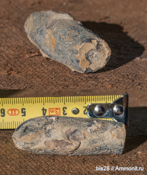 белемниты, Крым, Байдарская долина, гора Кутур-Кая