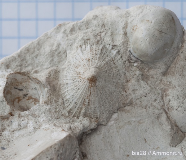 палеоген, Крым, Patella