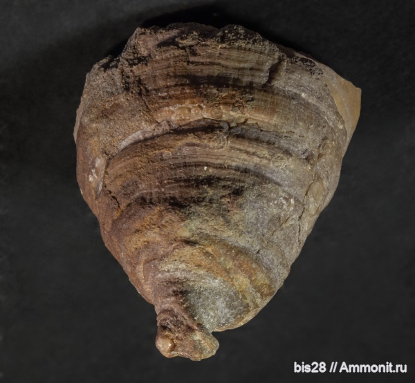 кораллы, Крым, Куйбышево, Бахчисарайский р-он