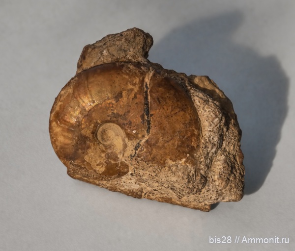 аммониты, Phylloceratidae