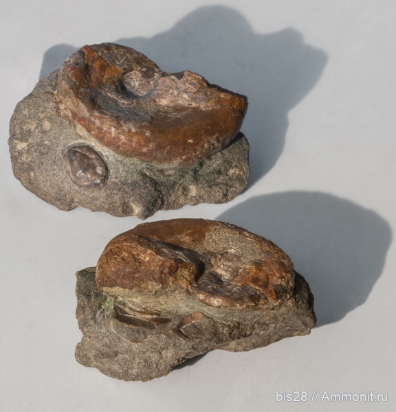 аммониты, берриас, Haploceras