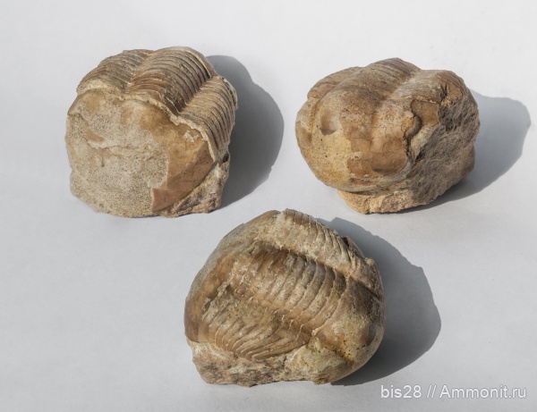 трилобиты, ордовик