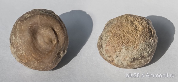 ордовик, мшанки