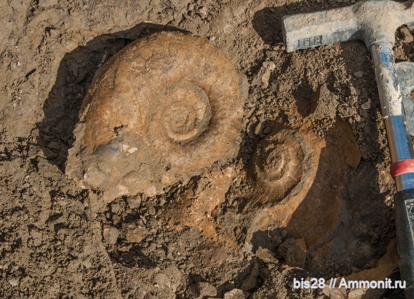 аммониты, берриас