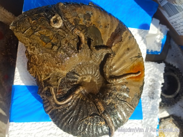 Окаменелости