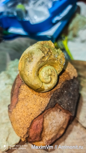 окаменелости, гастроподы, моллюски, брюхоногие моллюски, Семилуки, ядро