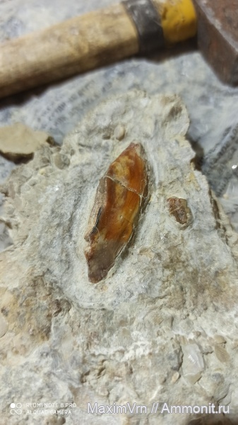 рыбы, Ptyctodus, плакодерма, челюстноротые