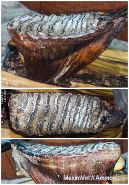 зубы, мамонты, Mammuthus primigenius, Семилуки