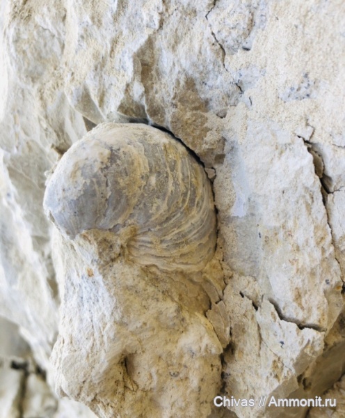 юра, двустворчатые моллюски, грифеи, устрицы