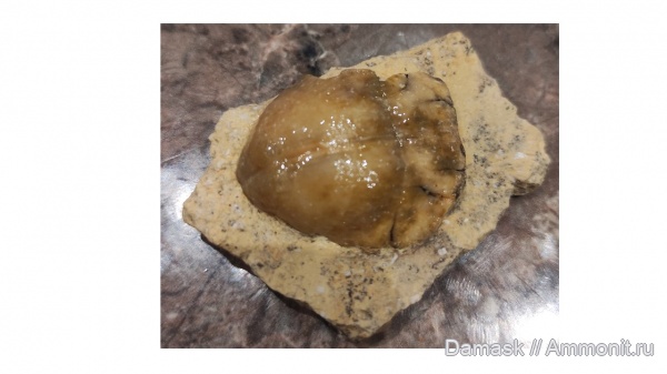 Choristites, Кузнечики