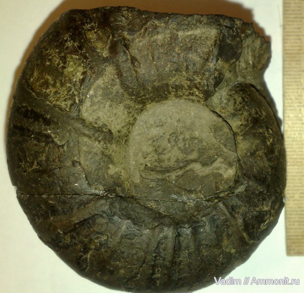 окаменелости, аммониты, Dorsoplanites, Ammonites, Fossils