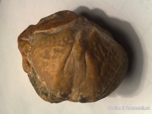 Choristites, Spiriferida