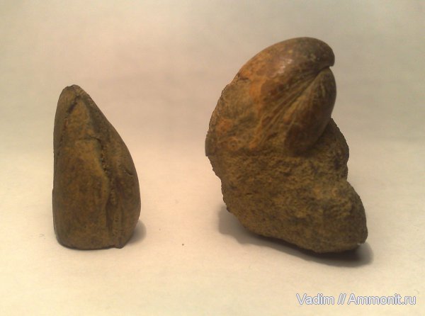 Мои окаменелости