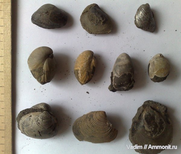 брахиоподы, Фили, двустворки, Zeilleria, Russiella, Entolium, Entolium nummulare, Terebratulida