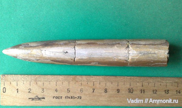 белемниты, Фили, belemnites