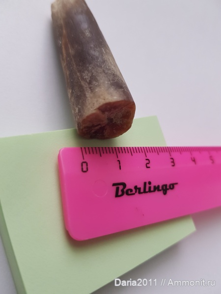 белемниты, головоногие моллюски