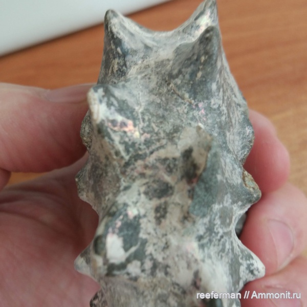 Непонятный аммонит.