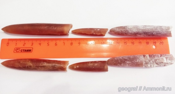 белемниты, р. Дон, р. Хопер, меловые осыпи