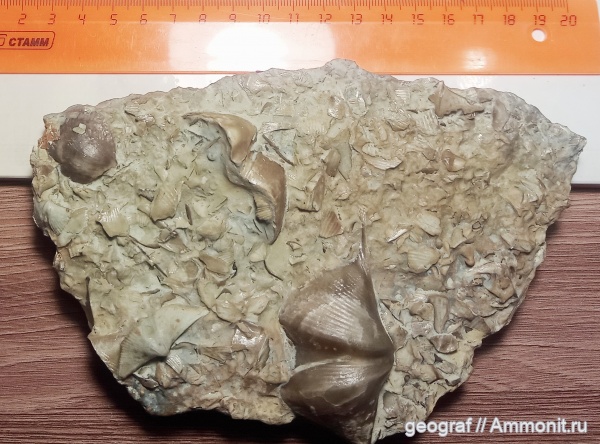 брахиоподы, Рудкино, Дон